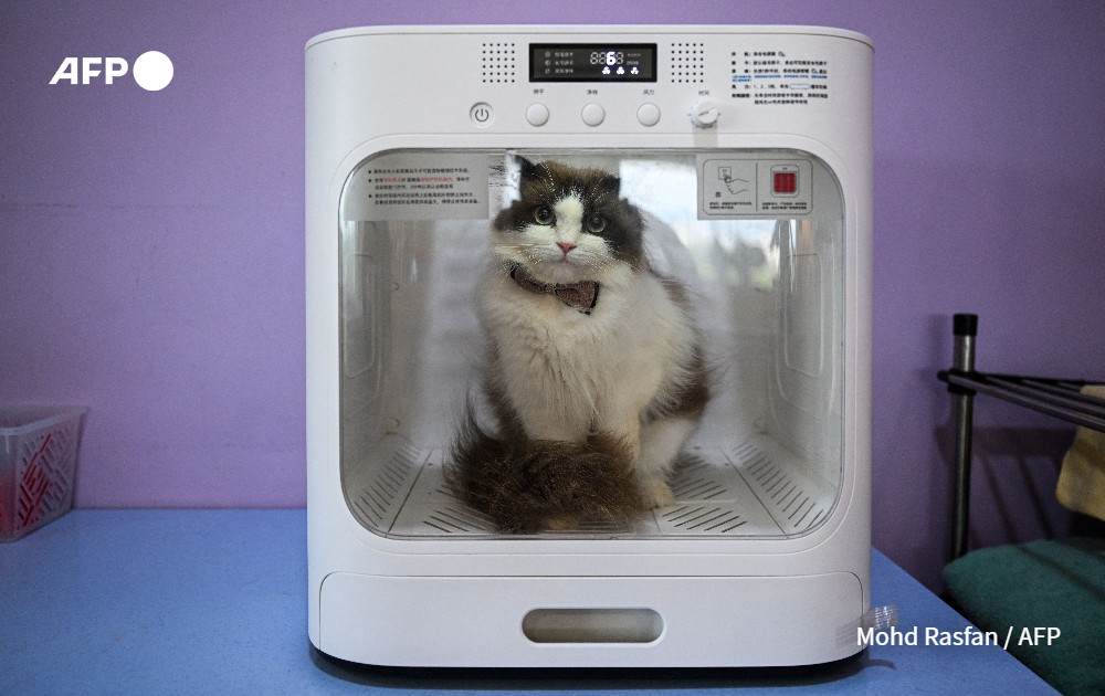 A cat sits inside a dryer at the Rocky's Cat club