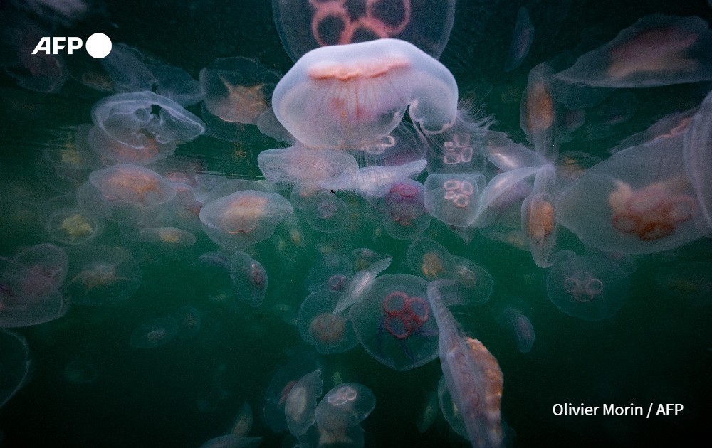  Moon Jellyfish and Sting Jellyfish